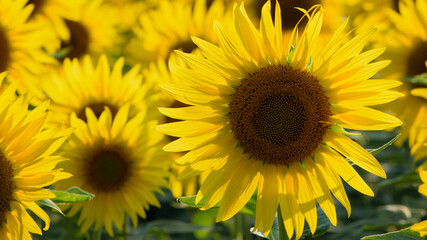field view, large yellow sunflower for background. Yellow sunflowers in sunlight. good harvest concept, bright sunny flower. farming, vegetable garden, field, growing seeds for oil.