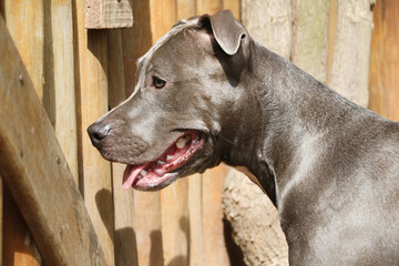 Pit bull dog playing and having fun in the park. Selective focus.