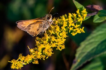 Skipper Butterfly on Goldenrod Bloom, Richard M Nixon County Park, York County, Pennsylvania, USA