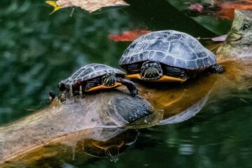 Falling Leaves and Turtles, Richard M Nixon County Park, York County, Pennsylvania, USA
