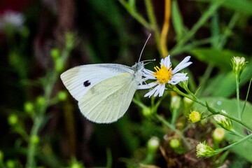 Cabbage Butterfly On White Aster, Richard M Nixon County Park, York County, Pennsylvania, USA