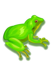 tree frog