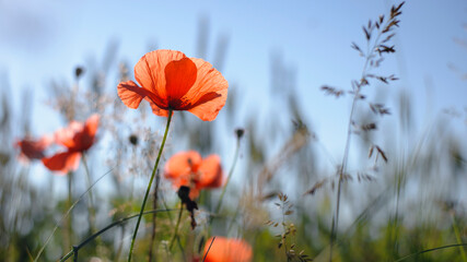 Papaver. red poppy, delicate flower. red poppies are blooming in the field. Field of bright red corn poppy flowers in summer. blurred natural background, meadow flowers. close-up, place for text