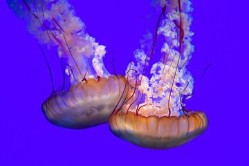 Jellyfish 