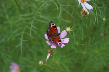 butterfly on a flower