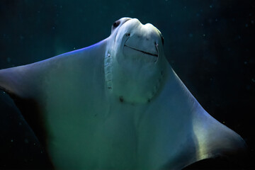 Fototapeta premium Stingray or manta ray animal