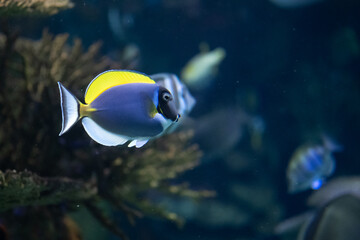 Fototapeta na wymiar Powderblue tang fish Acanthurus leucosternon