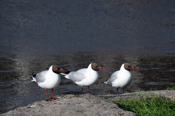 Three black headed gulls posing