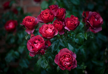 Fototapeta na wymiar bunch of red roses