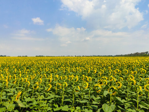 Field Of Yellow Flowers, Sunflowers, Field,