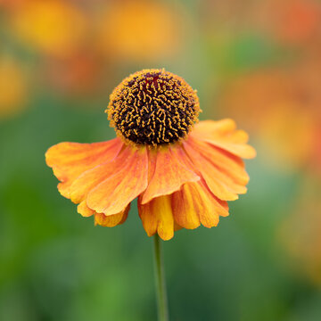 Single helenium flower
