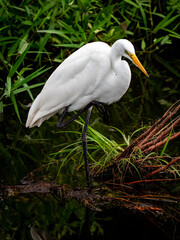 close-up of a snowy white egret standing in the marsh