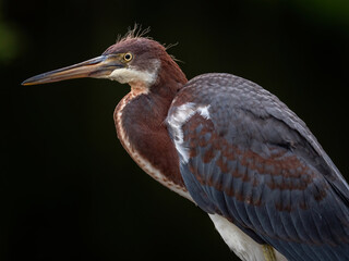 close-up of a tri-colored heron