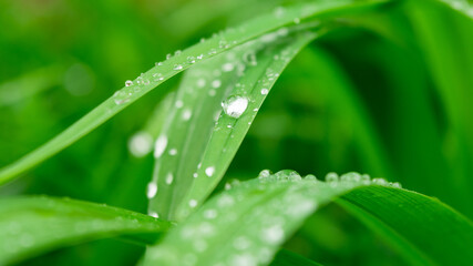 Water drops on the green grass. Close-up nature abstract background