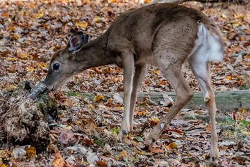 Obraz na płótnie Canvas Deer Searching for Acorns, York County, Pennsylvania, USA