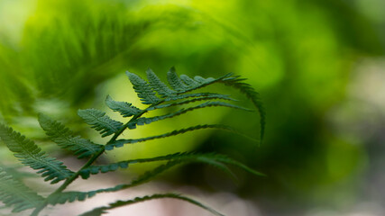 green fern leaves in the forest for background. Natural green fern leaves texture in the forest...