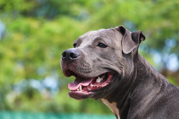 Pit bull dog playing and having fun in the park. Selective focus.