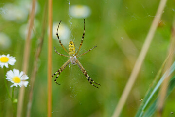 large wasp spider sits on a web on a green background. Argiope Bruennichi, or lat spider wasp. Argiope bruennichi, a species of araneomorph spider. close-up, black-yellow male spider.