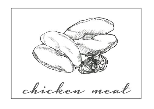 chicken meat Raw chicken fillets and breast sketched in pencil with pepper and spices and fresh herbs. Origano, spices and chicken