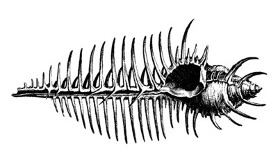 Vector Illustration of a Sea Shell
