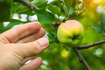 Hand reaching up into the boughs of a fruit tree picking ripe apple. Summer or Autumn Harvesting...