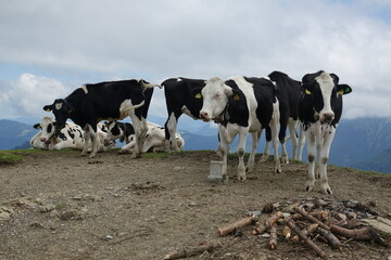 K&uuml;he auf der Hohen Kugel