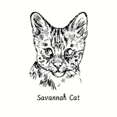 Savannah Cat face portrait. Ink black and white doodle drawing in woodcut style.