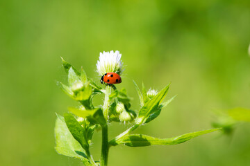 Naklejka premium Ladybug. ladybug on a small white flowers. flowers and green leaves on a plant branch. floral natural background. nature in spring. plants Ukraine. red beetle collects nectar, close-up