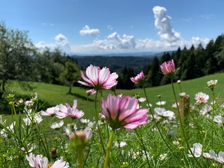 Fototapeta premium Summer, flowers in the grass on the Top of the Mountains, Slovenia