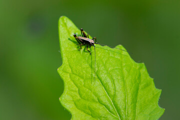 Tettigonioidea. insect sits on a leaf. small grasshopper sits on a twig on a green background. The green female grasshopper sits right on the grass in the meadow and is well camouflaged. close-up