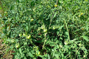 Fototapeta premium green tomatoes ripen in the garden, close-up