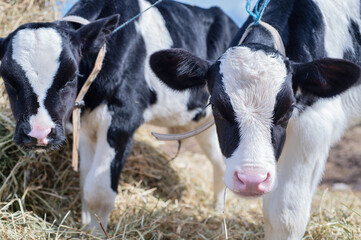portrait of cute little holshtain calves standing near hay. nursery on a farm