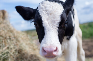 portrait of cute   little holshtain calf   posing  near  hay. nursery on a farm. close  up © anakondasp