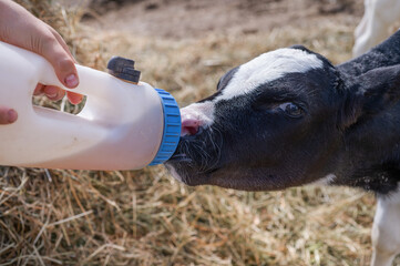 portrait of cute   little holshtain calf   eating  near  hay. nursery on a farm © anakondasp