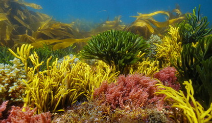 Various colorful algae seaweeds underwater on the ocean floor, Eastern Atlantic, Spain, Galicia © dam