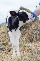  cute   little calf   eating  near  hay. nursery on a farm. rural life