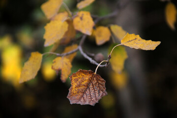 autumn leaves on the ground