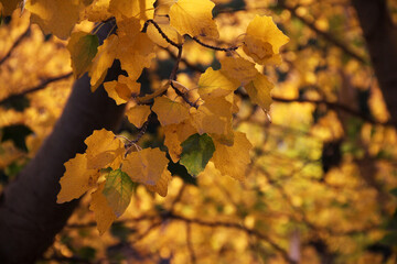 autumn leaves on the tree