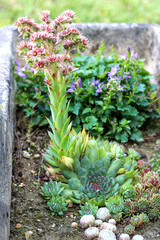 Flowers of succulent plant Sempervivum