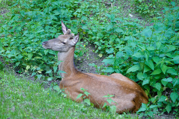 small deer, wild animal. deer resting in the thickets. glade with nettles, green leaves. young deer, red wool. Roe deer lies in a field. close-up