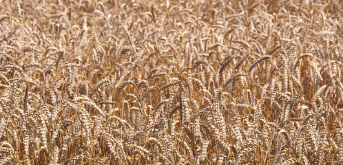 Ripe wheat background in the field. Harvesting period.