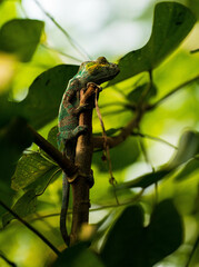 Vertical shot of a chameleon on a tree in a garden under the sunlight