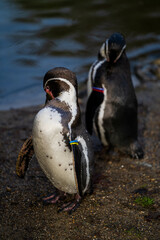 Vertical shot of humboldt penguins on the shore f a lake under the sunlight with a blurry background