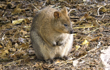 Quokka kangaroo sitting on the ground
