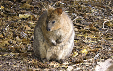 Quokka marsupial kangaroo sitting on the ground - obrazy, fototapety, plakaty
