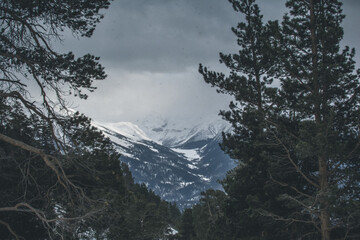Stunning mountain views through the conifers. Mood of calmness and serenity. Relax
