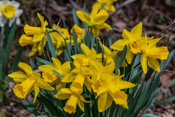 Spring Daffodils in Full Bloom, York County, Pennsylvania, USA
