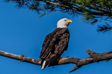 Eagle Guarding Nest, York County, Pennsylvania, USA