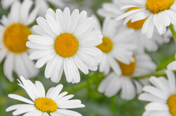 Fototapeta premium white daisies in the meadow