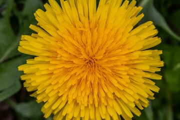 Brilliant Dandelion, Seven Valleys, Pennsylvania, USA
